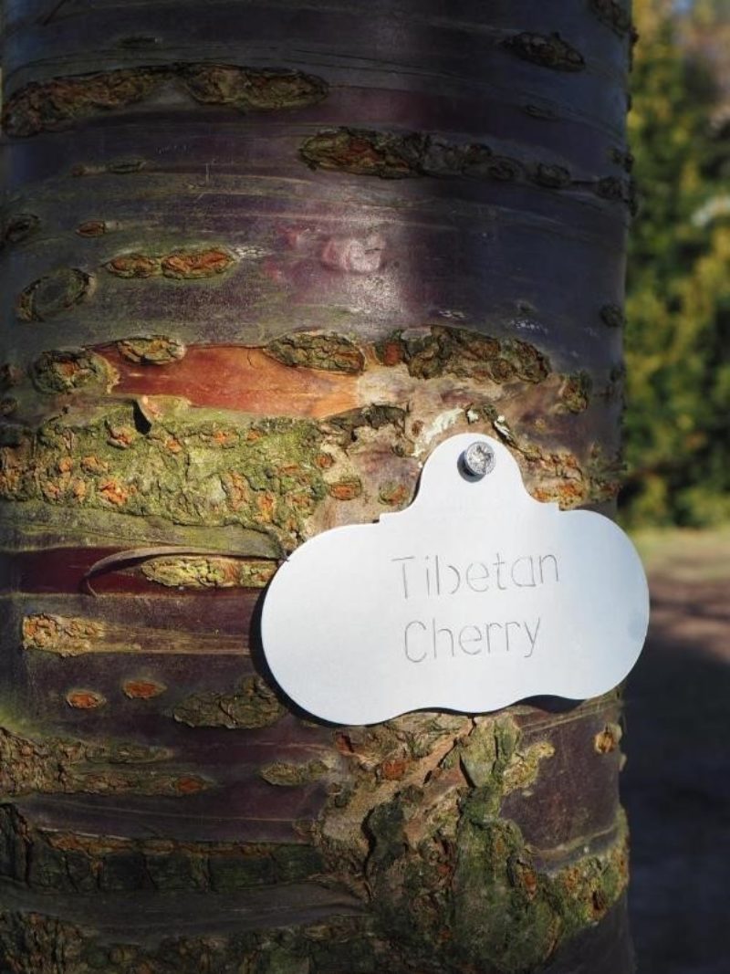 One of the tags identifying trees in West Bank Park